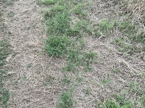 stock image green grass on the ground in nature garden