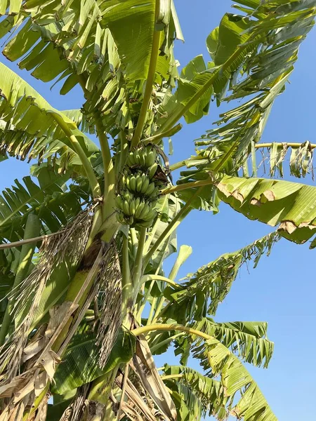 关闭果园中的绿色香蕉树 — 图库照片