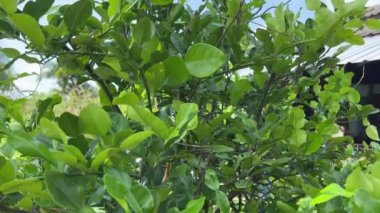 Citrus hystrix yaprakları doğa bahçesinde.