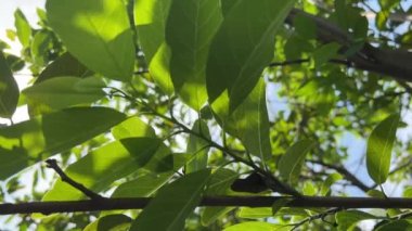 Taze yeşil Annona Squamosa yaprakları doğa bahçesinde