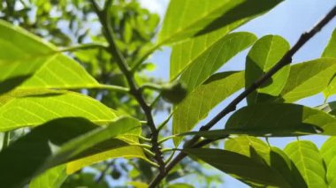 Taze yeşil Annona Squamosa yaprakları doğa bahçesinde