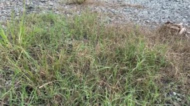 Doğa bahçesinde yürüyorum.