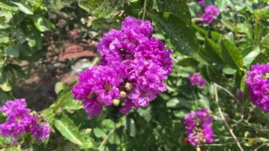 Lagerstroemia Specosa Çiçeği Doğa Bahçesinde