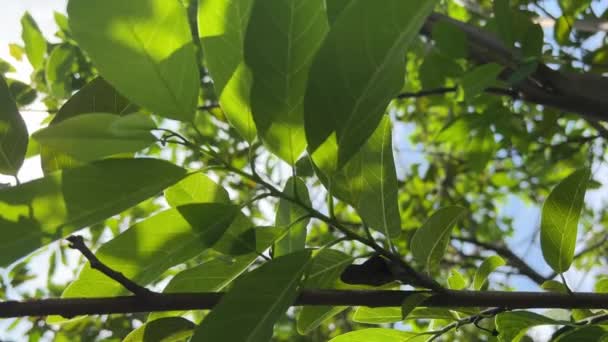 Frische Grüne Annona Squamosa Blätter Naturgarten — Stockvideo