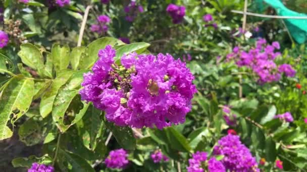 自然庭園のラガーストロミア スペキオーサの花 — ストック動画