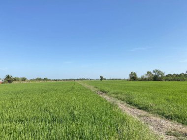 Mavi gökyüzü ile yeşil pirinç tarlası