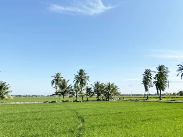 Tayland Pirinç Alan Kapatın — Stok fotoğraf