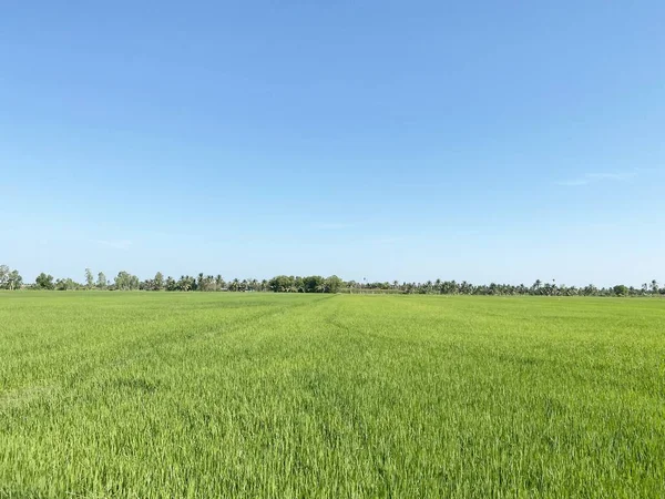 Mavi Gökyüzü Ile Yeşil Pirinç Tarlası — Stok fotoğraf
