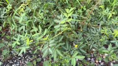 Mimosa pudica bitkisi yerde.