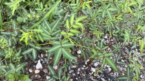 Mimosa Pudica Planta Chão — Vídeo de Stock