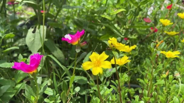Λουλούδια Purslane Στον Κήπο Της Φύσης — Αρχείο Βίντεο