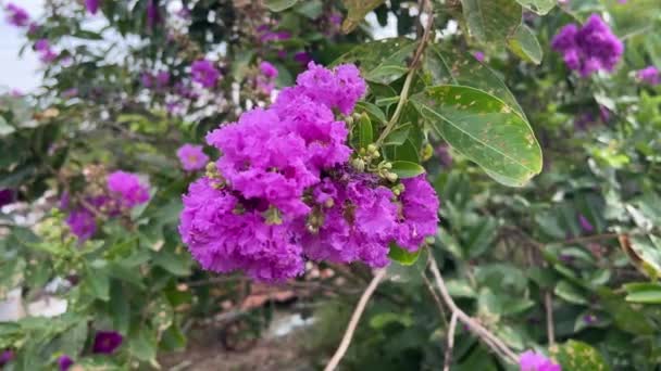 Lagerstroemia Specosa Çiçeği Doğa Bahçesinde — Stok video