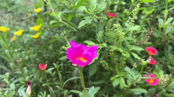 Purslane Virág Természet Kertjében — Stock videók