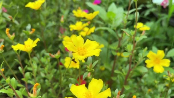Λουλούδια Purslane Στον Κήπο Της Φύσης — Αρχείο Βίντεο