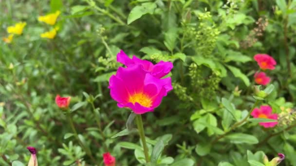 Purslane Virág Természet Kertjében — Stock videók