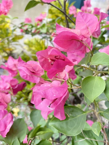 Vackra Rosa Bougainvillea Blommor Trädgården — Stockfoto