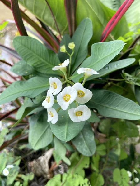 Euphorbia Milii Λουλούδι Στον Κήπο Της Φύσης — Φωτογραφία Αρχείου
