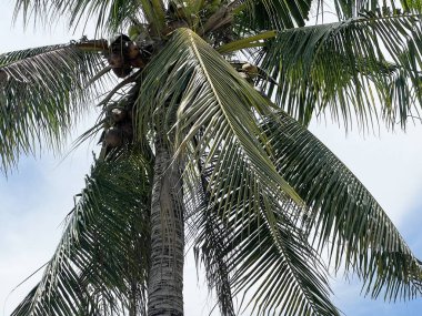 Kumsalda hindistan cevizi ağacı