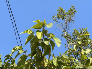 Doğa bahçesinde dipterocarpus alatus yaprağı