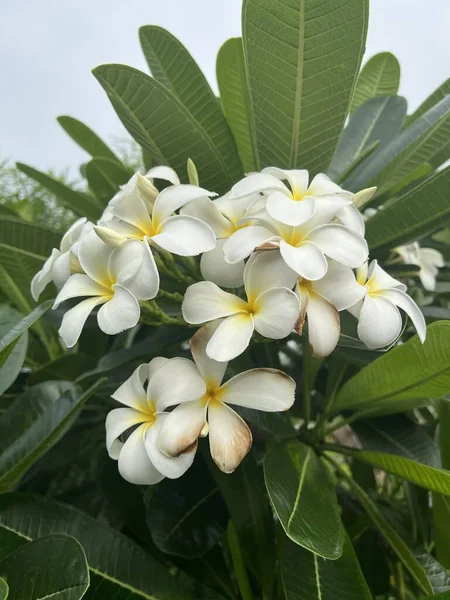 Plumeria Virág Természetben Kert — Stock Fotó