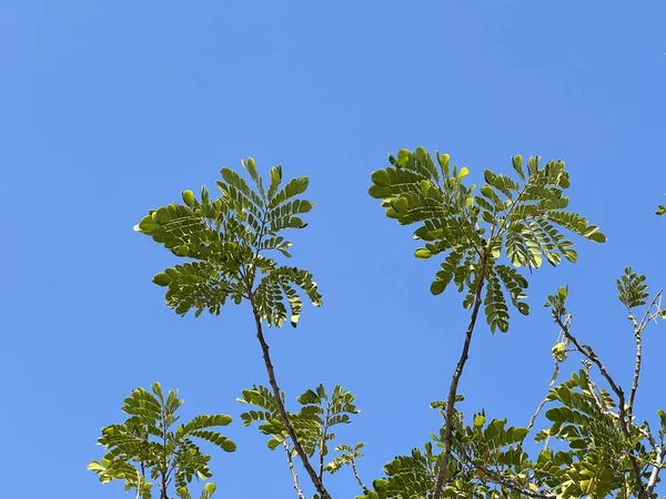 Зеленые Листья Голубом Небе — стоковое фото