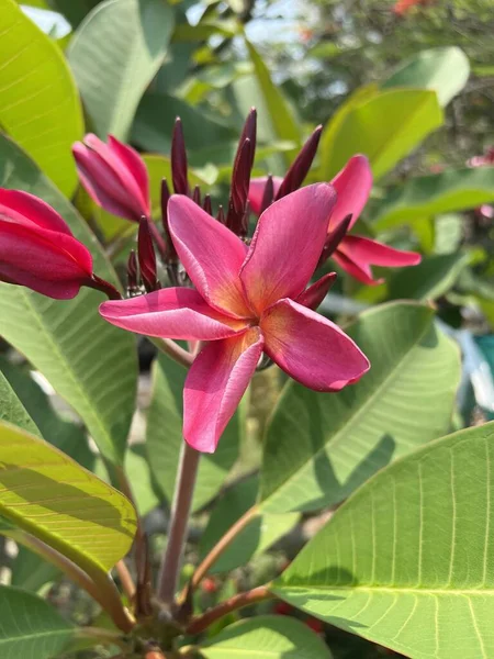 Рожева Квітка Сливи Саду Природи — стокове фото