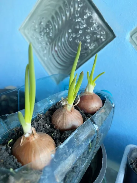 stock image Close up Onion plant in nature garden