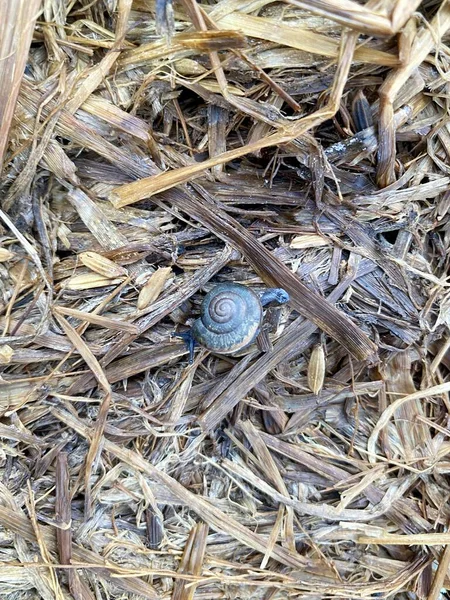Close Snail Crawling Straw — Foto de Stock
