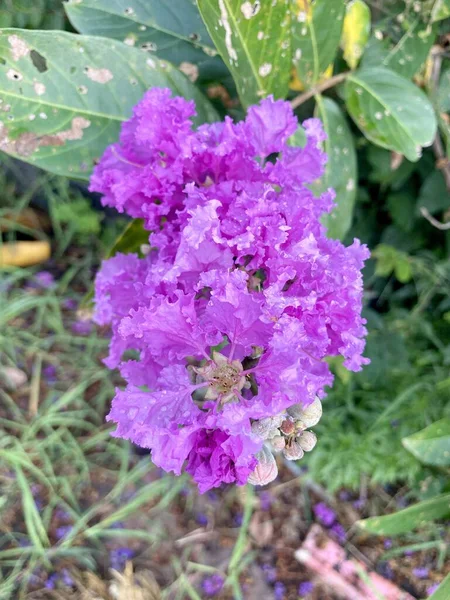 Lagerstroemia Speciosa Kwiat Ogrodzie Przyrody — Zdjęcie stockowe