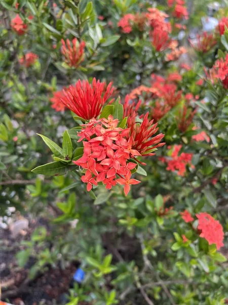 Flor Roja Ixora Jardín Naturaleza — Foto de Stock
