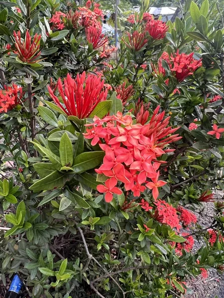 Piros Ixora Virág Természetben Kert — Stock Fotó
