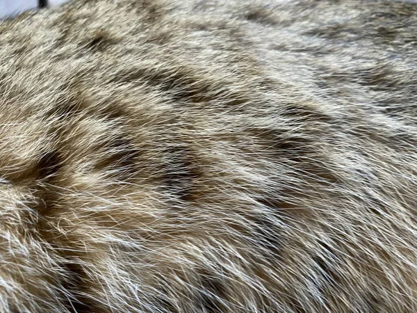Κοντινό Πλάνο Υφής Γούνας Γάτας — Φωτογραφία Αρχείου