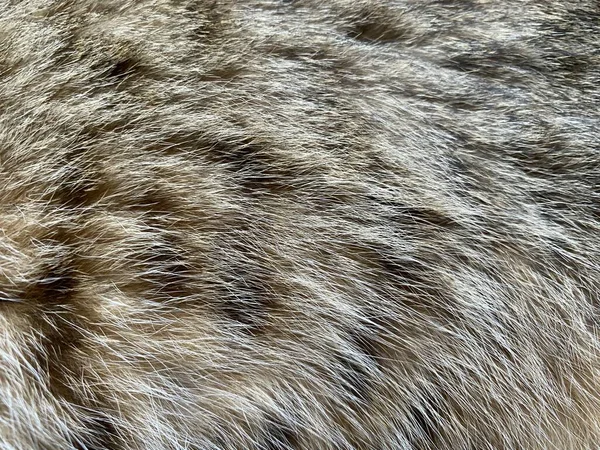 Close Fur Cat Texture — стоковое фото