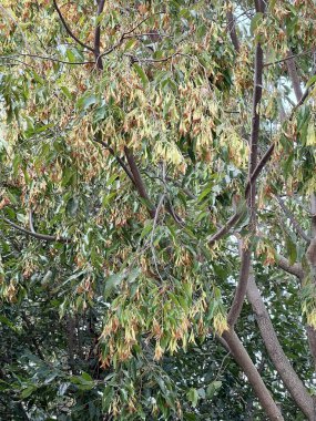 Ormandaki bir dipterokarpus alatus ağacının yeşil yaprakları.