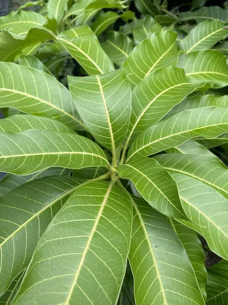 マンゴーの木の緑の葉 — ストック写真