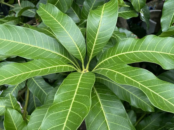 Πράσινα Φύλλα Δέντρου Μάνγκο — Φωτογραφία Αρχείου
