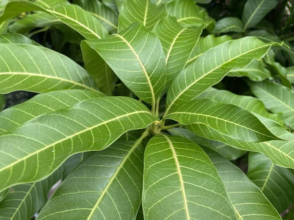 Grüne Blätter Eines Mangobaums — Stockfoto