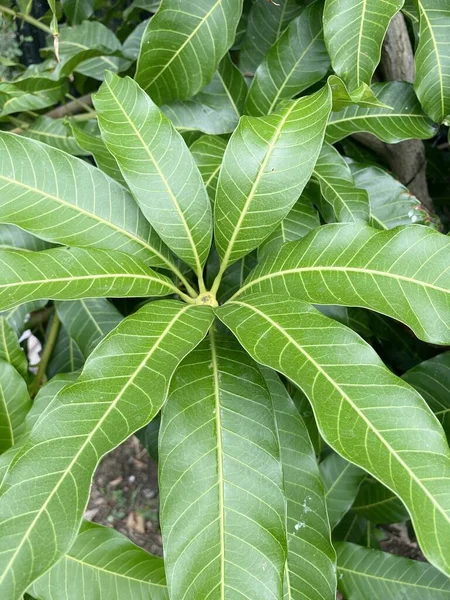Πράσινα Φύλλα Δέντρου Μάνγκο — Φωτογραφία Αρχείου