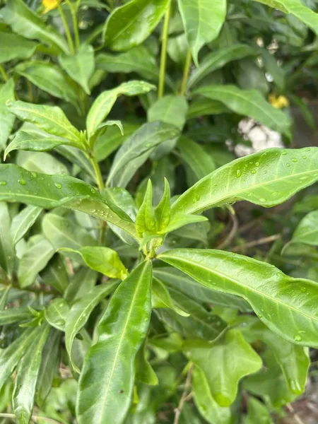 Πράσινα Φύλλα Ενός Φυτού Allamanda Cathartica Στον Κήπο — Φωτογραφία Αρχείου