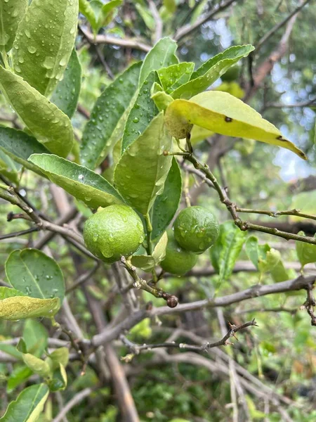 Зеленый Плод Лайма Дереве — стоковое фото