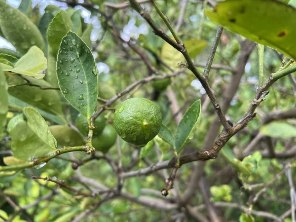 Zielony Limonkowy Owoc Drzewie — Zdjęcie stockowe