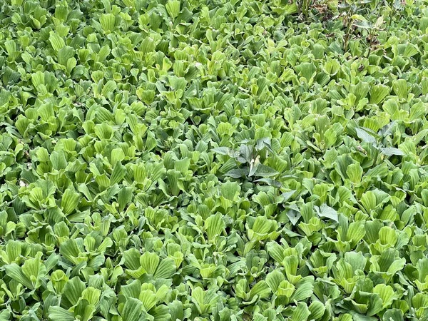 Listů Zeleného Salátu Zahradě — Stock fotografie