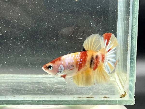 stock image betta fish in aquarium, close up