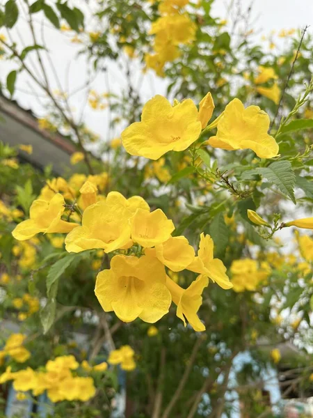 Κίτρινα Λουλούδια Tecoma Stans Trumpetbush Στον Κήπο — Φωτογραφία Αρχείου