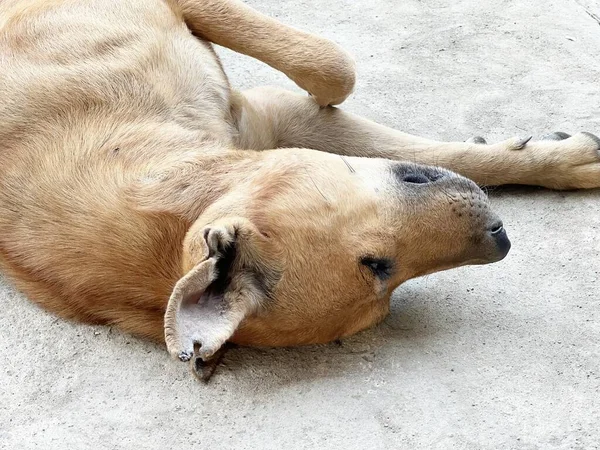 Κοντινό Πλάνο Ενός Σκύλου Ξαπλωμένου Στο Έδαφος — Φωτογραφία Αρχείου