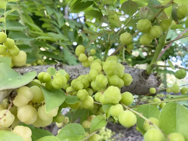 Green Star Gooseberry Tree — Stock Photo, Image