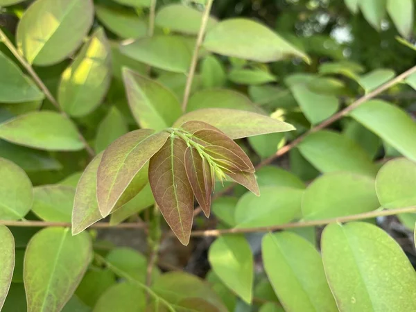 Green Phyllanthus Acidus Leaves Garden — Stock Photo, Image