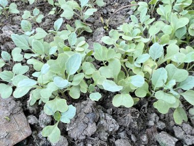 Bahçede yetişen yeşil lahana bitkisi