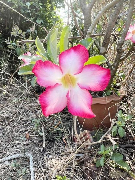 Schöne Rosa Impala Lilie Blume Garten — Stockfoto