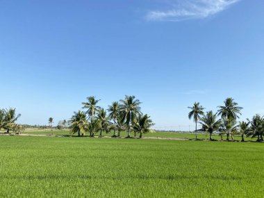 Tayland 'da Chachoengsao' daki pirinç tarlası manzarası.